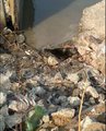 В центре Владивостока в мусоре и мазуте причала нашли маленького тюленёнка