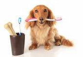 Зачем собаке чистка зубов?