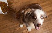 Мнение специалистов о необходимости включения в рацион питания собак сухого корма