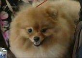 Всероссийская выставка собак в Приморье собрала более тысячи четвероногих друзей со всей России