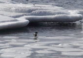 Жители Владивостока на Горностае сфотографировали пингвина?
