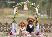 Первая собачья свадьба в Хабаровске