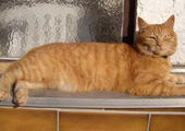 В Баварии рыжий кот вернулся к хозяйке после 16-ти лет скитаний