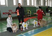 «Азиатско-Тихоокеанский фестиваль Чау-Чау 2012» прошел во Владивостоке