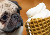 "Собачье мороженное" поступит в продажу в Великобритании