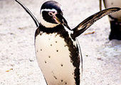 В Токио свернули поиски пингвина-беглеца