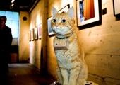 Купер: кот-фотограф из Сиэтла