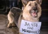 Власти нет дела до травли животных во Владивостоке