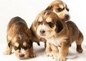 Новорожденные щенки могут спасти вымирающую породу собак