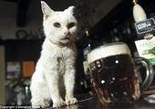 Самая старая кошка Великобритании обожает пиво!