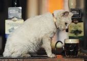 Самая старая кошка Великобритании обожает пиво!