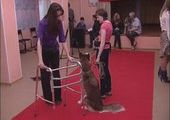 В Санкт- Петербурге собаки официально будут лечить людей