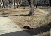 К саммиту Владивосток зачищают не только от бездомных собак