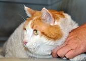 18-килограммового кота отобрали у хозяина и посадят на диету