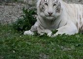 В ялтинском зоопарке тигрица - альбинос родила четырех белых тигрят