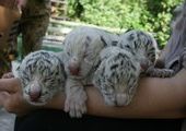 В ялтинском зоопарке тигрица - альбинос родила четырех белых тигрят