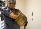 Толстого кота посадили на диету