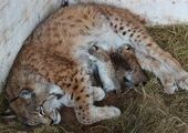Во Владивостокском зоопарке "Садгород" рысь Василиса в пятый раз стала мамой