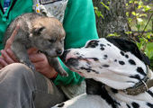 Во Владивостоке собака породы далматин усыновила волчонка