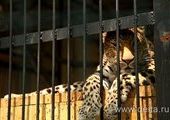 Зоопарк Владивостока: в тесноте и в обиде