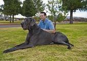 Самая большая собака в мире - немецкий дог