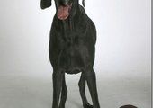 Самая большая собака в мире - немецкий дог