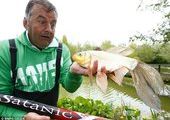 В Англии завелись рыбы мутанты?