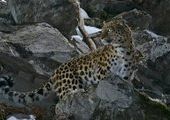 Приморцы увидят лучшие фото леопарда