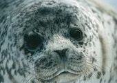 Обитатели реабилитационного центра «Тюлень» готовятся к жизни на воле