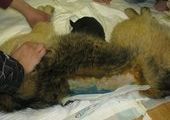 Тяжело раненная собака не бросила своих новорожденных щенят