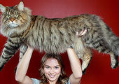 Руперт самый крупный из неперекормленных котов в мире