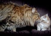 Руперт самый крупный из неперекормленных котов в мире