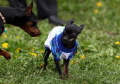 Собаки Сыктывкара вышли на дефиле модной одежды в поддержку Олимпиады в Сочи.