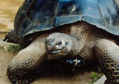 Две 115-летние черепахи подали на развод