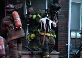 Пожарный спас собак своей кислородной маской
