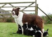 Пастушья овчарка родила 14 щенят