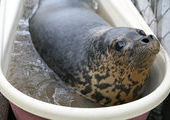 В Приморье тюленей, весной попавших в госпиталь, выпустили в бассейн