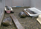 В Приморье тюленей, весной попавших в госпиталь, выпустили в бассейн