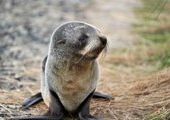 Жители Владивостока нашли на Маяке детеныша тюленя