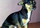 Во Владивостоке собаку отобрали у бомжей и ищут ей хозяина