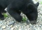 Двух осиротевших гималайских медвежат привезли во владивостокский сафари-парк