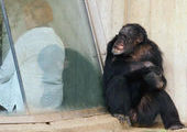 Зоопарк в Ганновере эвакуировали из-за сбежавших шимпанзе