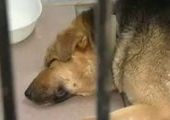 Во Владивостоке продолжается травля бездомных собак