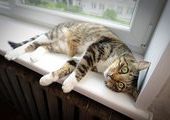 В Латвии открылся бэби-бокс для котят