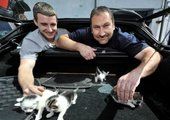 В машине, которую хотели разрезать на металлолом, нашли котят