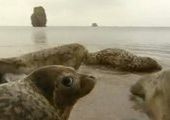 Реабилитационный центр тюленей выпустил четверых ларг в море