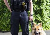 Полицейские собаки Великобритании будут снимать видео