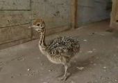 Во владивостокском зоопарке на свет появились птенцы страусов