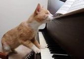 Кошачий Стиви Уандер: Слепой кот любит играть на пианино