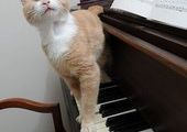 Кошачий Стиви Уандер: Слепой кот любит играть на пианино